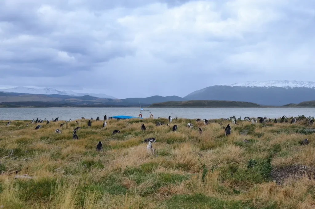 Review da tour de pinguins na Ilha Martillo: vale a pena caminhar com pinguins em Ushuaia? 25 Review tour de pinguins na Ilha Martillo
