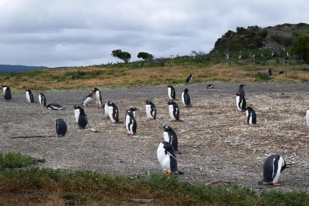 Review da tour de pinguins na Ilha Martillo: vale a pena caminhar com pinguins em Ushuaia? 28 Review tour de pinguins na Ilha Martillo