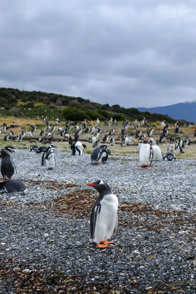 Review da tour de pinguins na Ilha Martillo: vale a pena caminhar com pinguins em Ushuaia? 30 Review tour de pinguins na Ilha Martillo