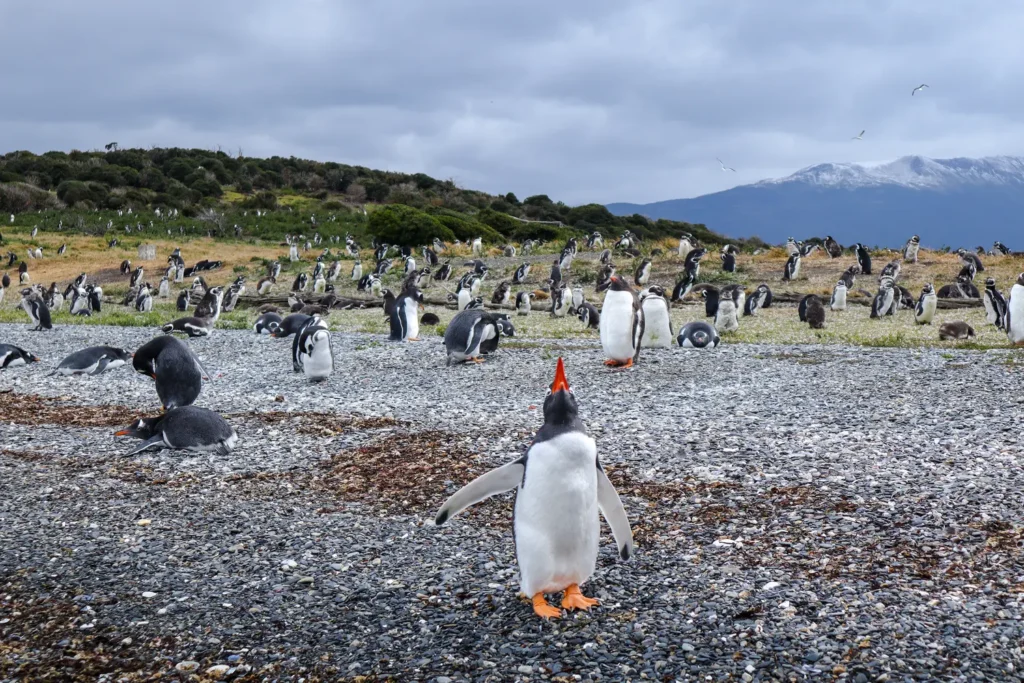 Review da tour de pinguins na Ilha Martillo: vale a pena caminhar com pinguins em Ushuaia? 3 Review tour de pinguins na Ilha Martillo
