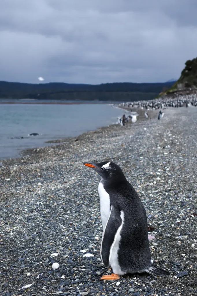 Review da tour de pinguins na Ilha Martillo: vale a pena caminhar com pinguins em Ushuaia? 14 Review tour de pinguins na Ilha Martillo