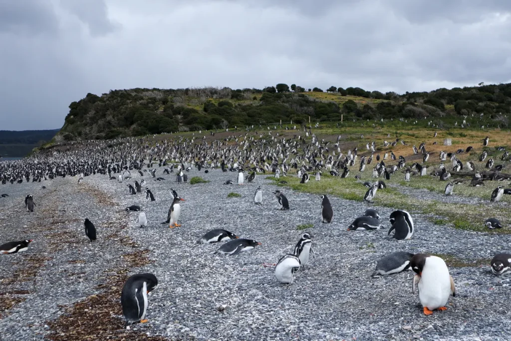 Review da tour de pinguins na Ilha Martillo: vale a pena caminhar com pinguins em Ushuaia? 24 Review tour de pinguins na Ilha Martillo