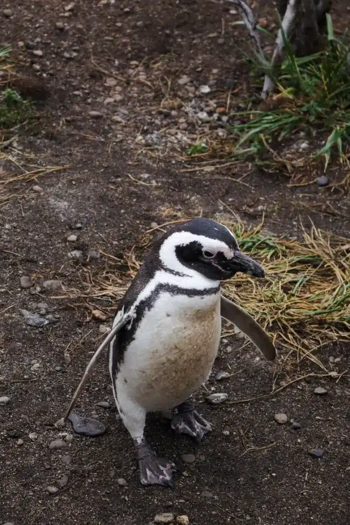 Martillo Island Penguin Tour Review: is walking with penguins in Ushuaia worth it? 15 Walking with penguins in Ushuaia Patagonia 24
