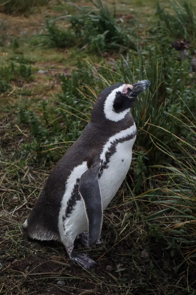 Martillo Island Penguin Tour Review: is walking with penguins in Ushuaia worth it? 2 Walking with penguins in Ushuaia Patagonia 25