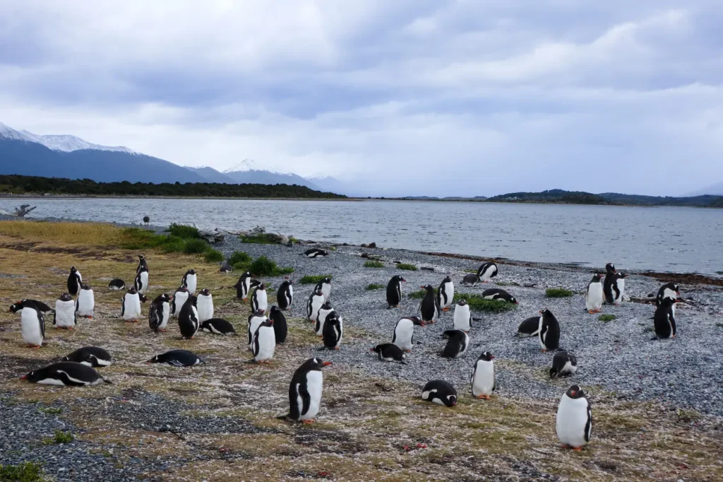 Martillo Island Penguin Tour Review: is walking with penguins in Ushuaia worth it? 29 Walking with penguins in Ushuaia Patagonia 27