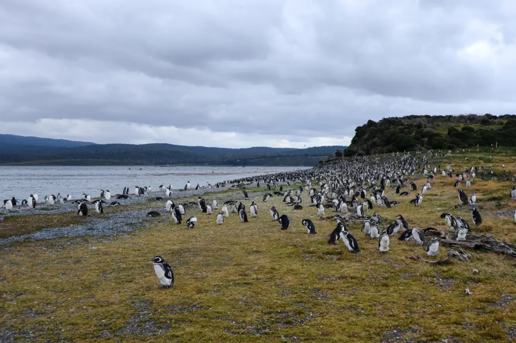 Martillo Island Penguin Tour Review: is walking with penguins in Ushuaia worth it? 17 Walking with penguins in Ushuaia Patagonia 29