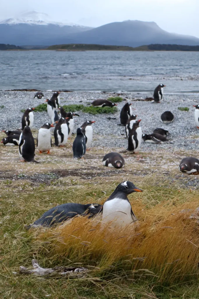 Martillo Island Penguin Tour Review: is walking with penguins in Ushuaia worth it? 23 Walking with penguins in Ushuaia Patagonia 3
