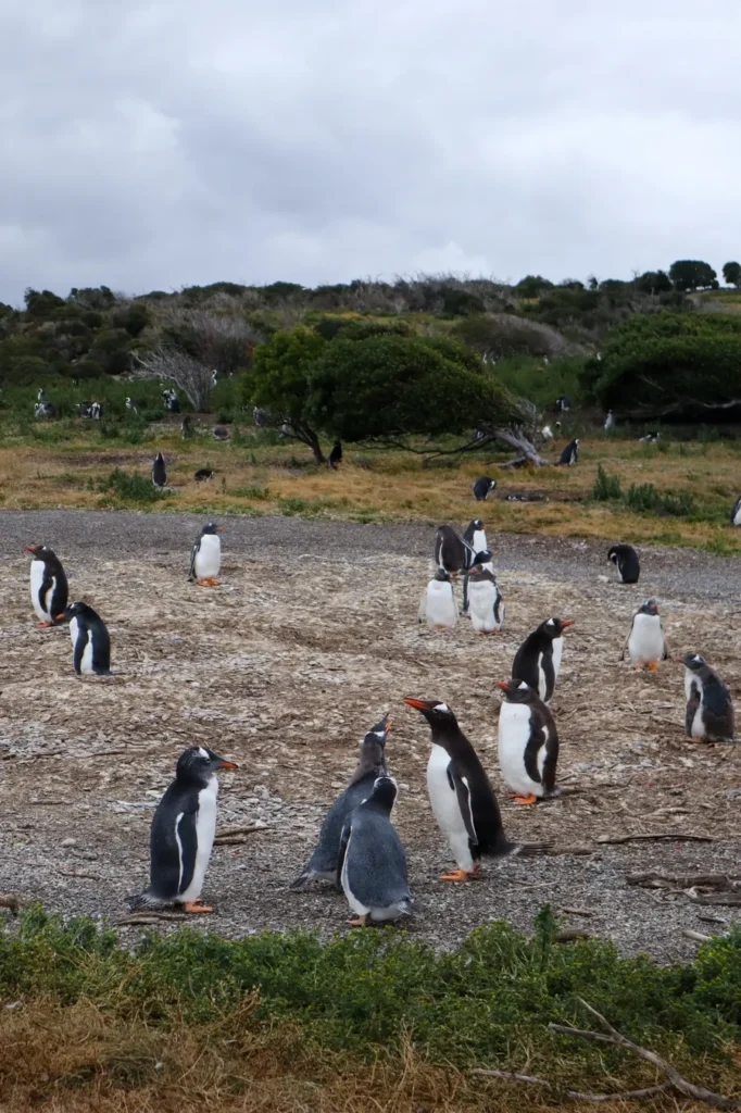 Martillo Island Penguin Tour Review: is walking with penguins in Ushuaia worth it? 27 Walking with penguins in Ushuaia Patagonia