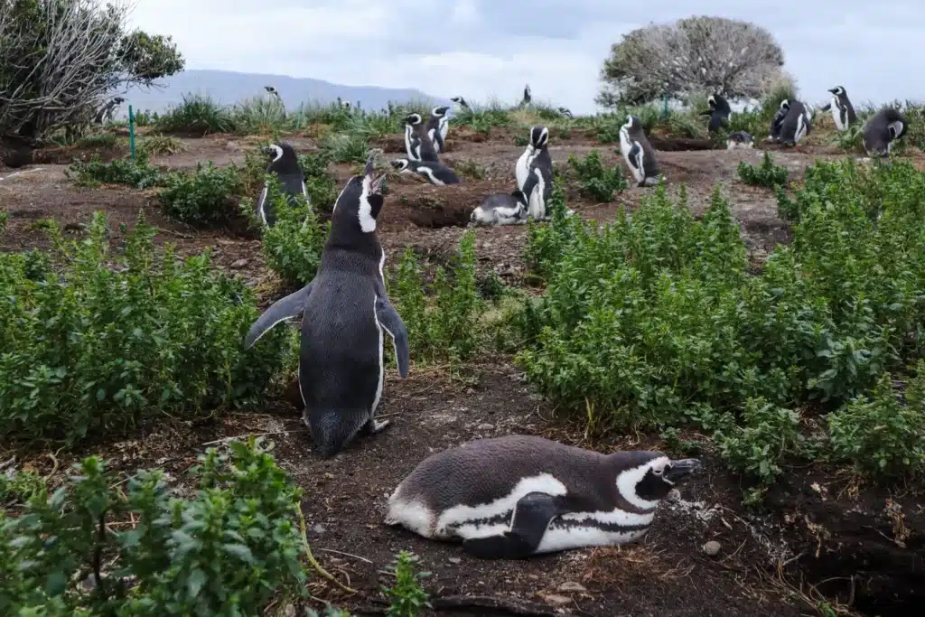Martillo Island Penguin Tour Review: is walking with penguins in Ushuaia worth it? 6 Walking with penguins in Ushuaia Patagonia 7